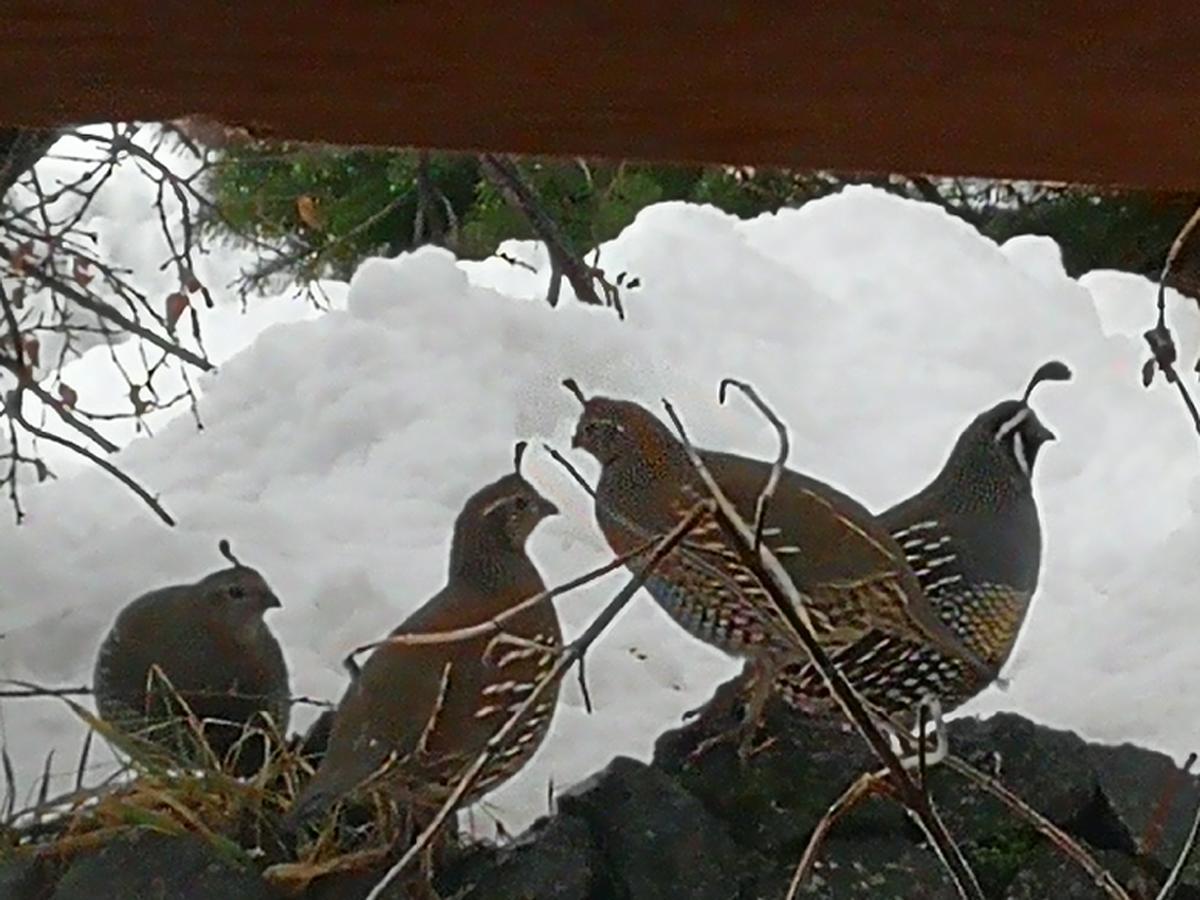 Hosteria Sudbruck San Carlos de Bariloche Extérieur photo